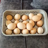 تخم مرغ محلی