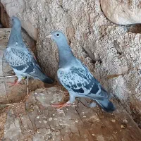 پلاکی|پرنده|هندمینی, |دیوار