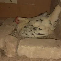 مرغ با جوجه