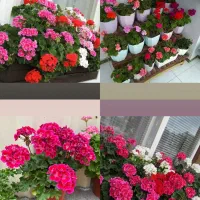 خدمات باغبانی وگلکاری وتعویض خاک درمنزل وشرکت