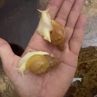 حلزون البینو