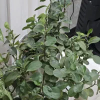 گل قاشقی با گلدان