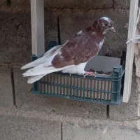 کبوتر|پرنده|سقز, |دیوار