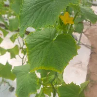 استخدام  نیروی کار در گلخانه