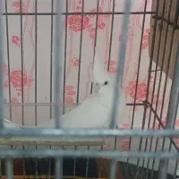 عروس هلندی البینو ماده