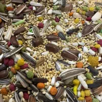 دان هفت تخم طوطی برزیلی و عروس هلندی