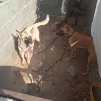 یک جفت مالینیوز