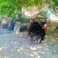 فروش بوقلمون نر