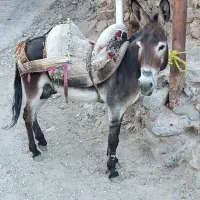 الاغ 5سال نر قوی