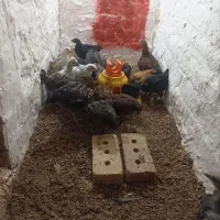 جوجه مرغ محلی