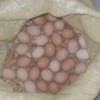 تخم مرغ نطفه دار