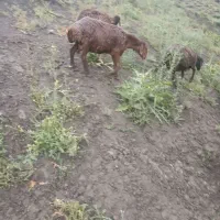 میش هترو، گوسفند