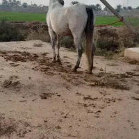 اسب سویسه اسلام اباد
