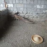 طاووس شکلاتی
