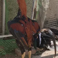 دو عدد مرغ و خروس لاری اصیل