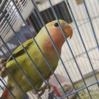 جوجه طوطی برزیلی باهوش وخیلی خیلی شیطون