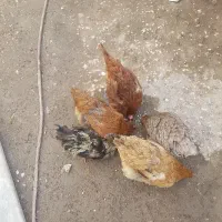 مرغ و خروس