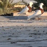 کبوتر زرد وتوقی