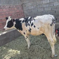 گوساله هوشتان درجه یک