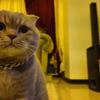 گربه اسکاتیش فولد طوسی