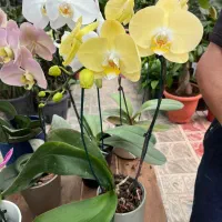 ارکیده ۱/۹۰۰و۲/۳۰۰