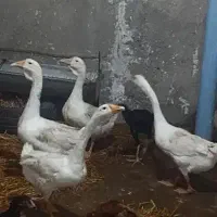 5عدد غوغاز لیندا و گردن ماری بفروش میرسد