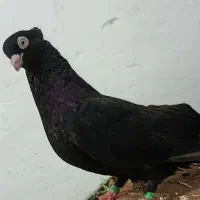 پرنده صرب