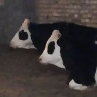 ۲راس گاو ماده  داشتی گوشتی