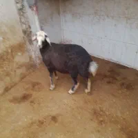 بره ماده