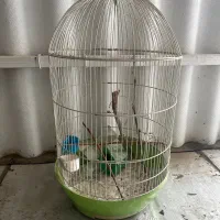 قفس پرنده