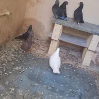 کبوتر پرشی به شرط