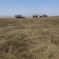 کاهکوبی کلش گندم سر مزرعه