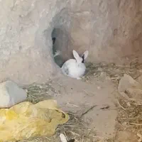 خرگوش هایی زیبا قشنگ