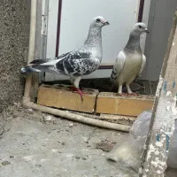 جفت کبوتر