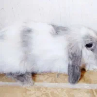 خرگوش