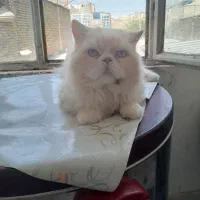 گربه نر پرشین اسکاتیش