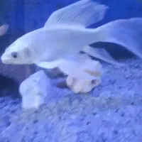 ماهی کوی پلاتینیم وارداتی