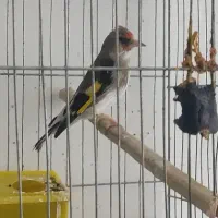 سهره