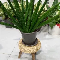 گل و گیاه طبیعی