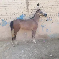 کره مادیون