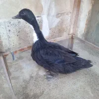 اردک 3 ماهه