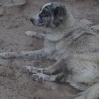 سگ ماده