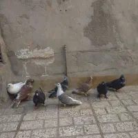 چنتا عدد کفتر