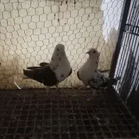 کفتر