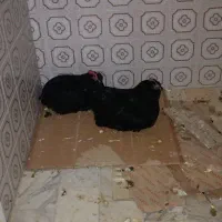 فروش مرغ مرندی اصلی