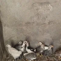 ۷عددجوجه گلین 2ماه