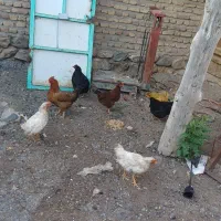مرغ همشون تخم گذار
