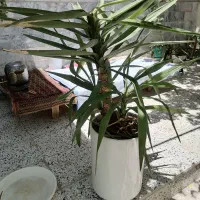 فروش گل