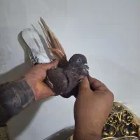 کفتر|پرنده|محمدشهر, محمدشهر|دیوار