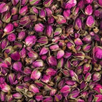 غنچه گل محمدی